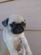 Pugalier Puppies for sale in Newark, NJ, USA. price: NA