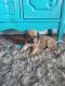 Puggle Puppies for sale in Wellington, CO 80549, USA. price: NA