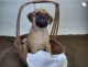 Puggle Puppies for sale in Columbia, SC, USA. price: NA