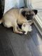 Puggle Puppies for sale in Winfield, IN 46307, USA. price: $1,500