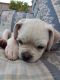 Puggle Puppies for sale in San Fernando, CA 91344, USA. price: NA