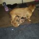 Puggle Puppies for sale in Catoosa, OK, USA. price: NA