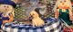Puggle Puppies for sale in East Freetown, Freetown, MA, USA. price: $1,500