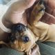 Puggle Puppies for sale in Laurel, MD, USA. price: NA