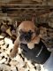 Puggle Puppies for sale in Halifax, MA 02338, USA. price: $600