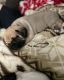 Puggle Puppies for sale in Elk County, PA, USA. price: NA