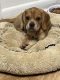 Puggle Puppies for sale in New Rochelle, NY, USA. price: NA