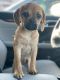 Puggle Puppies for sale in 9131 Avalon Gates, Trumbull, CT 06611, USA. price: $1,000