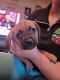 Puggle Puppies for sale in Chattanooga, TN, USA. price: NA