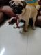 Puggle Puppies for sale in Chennai, Tamil Nadu, India. price: 12000 INR