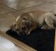 Puggle Puppies for sale in Utica, KY 42376, USA. price: $300
