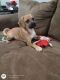 Puggle Puppies for sale in St Rose, LA 70087, USA. price: NA
