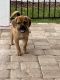 Puggle Puppies for sale in Jacksonville, FL, USA. price: $1,750