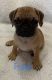 Puggle Puppies for sale in Danville, OH 43014, USA. price: $850