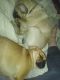 Puggle Puppies for sale in Canal Winchester, OH, USA. price: NA