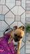 Puggle Puppies for sale in 5410 SW 36th St, West Park, FL 33023, USA. price: NA