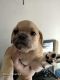 Puggle Puppies for sale in 2666 N 43rd Ave, Phoenix, AZ 85009, USA. price: $450