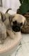 Puggle Puppies for sale in Queen Creek, AZ 85140, USA. price: $200