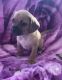 Puggle Puppies for sale in Scottsville, KY 42164, USA. price: $500