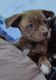 Puggle Puppies for sale in IL-37, Mt Vernon, IL, USA. price: $150