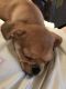 Puggle Puppies for sale in Granville, NY 12832, USA. price: NA
