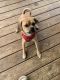 Puggle Puppies for sale in Cerulean, KY 42215, USA. price: NA