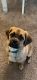 Puggle Puppies for sale in Edison, NJ, USA. price: NA