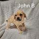 Puggle Puppies for sale in Scottdale, PA 15683, USA. price: NA