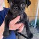 Puggle Puppies for sale in Los Banos, CA, USA. price: NA