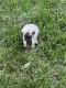 Puggle Puppies for sale in Little Rock, IA 51243, USA. price: NA