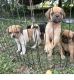 Puggle Puppies for sale in Elk County, PA, USA. price: $250