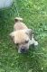 Puggle Puppies for sale in Elk County, PA, USA. price: $100