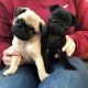 Puggle Puppies for sale in Los Angeles, CA, USA. price: $200
