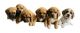 Puggle Puppies for sale in Concord, New South Wales. price: $695