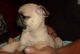 Puggle Puppies for sale in Boulder, CO, USA. price: NA