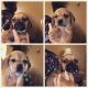 Puggle Puppies for sale in Kelso, WA, USA. price: NA
