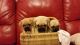 Puggle Puppies for sale in Round Rock, TX, USA. price: NA