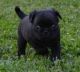 Puggle Puppies for sale in Phoenix, AZ, USA. price: $200