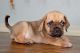 Puggle Puppies for sale in Houston, TX, USA. price: NA