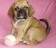 Puggle Puppies for sale in Beaver Creek, CO 81620, USA. price: NA