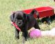 Puggle Puppies for sale in Chicago, IL, USA. price: NA