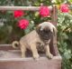 Puggle Puppies for sale in Boise, ID, USA. price: NA