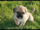 Puggle Puppies for sale in New Orleans, LA, USA. price: NA