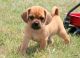 Puggle Puppies for sale in Madison, MS 39110, USA. price: NA