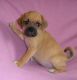 Puggle Puppies for sale in Los Angeles, CA, USA. price: $500