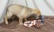 Puggle Puppies for sale in San Jose, CA, USA. price: NA