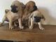 Puggle Puppies for sale in Ahsahka, ID 83520, USA. price: NA