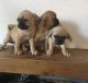 Puggle Puppies for sale in San Diego, CA, USA. price: NA