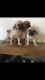 Puggle Puppies for sale in Chicago, IL, USA. price: NA