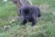 Puggle Puppies for sale in Canton, OH, USA. price: NA